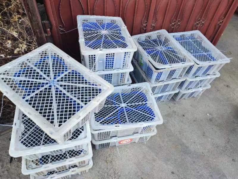 贵州蓝莓鲜果来克西产地发货量大电联基地供应，支持精装