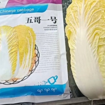 河南大小娃娃菜