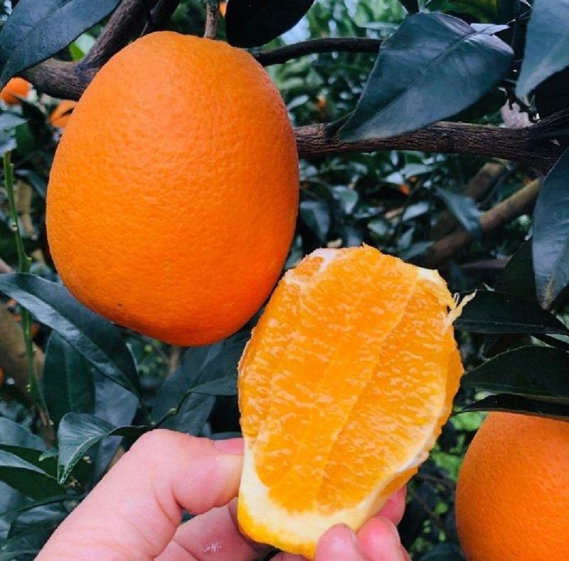 精品脐橙橙子皮薄味甜基地直发诚信经营全国发货欢迎来电