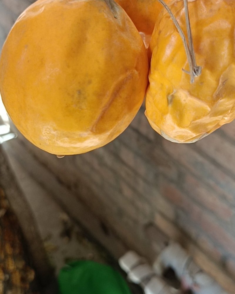 瓜蒌