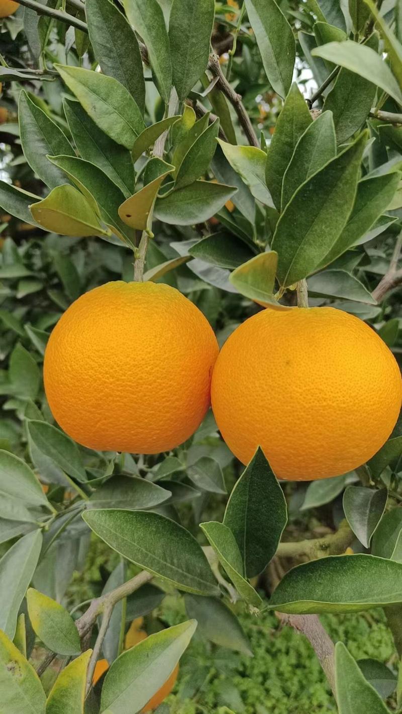 四川金堂脐橙，产地供货，量大价优，欢迎联系