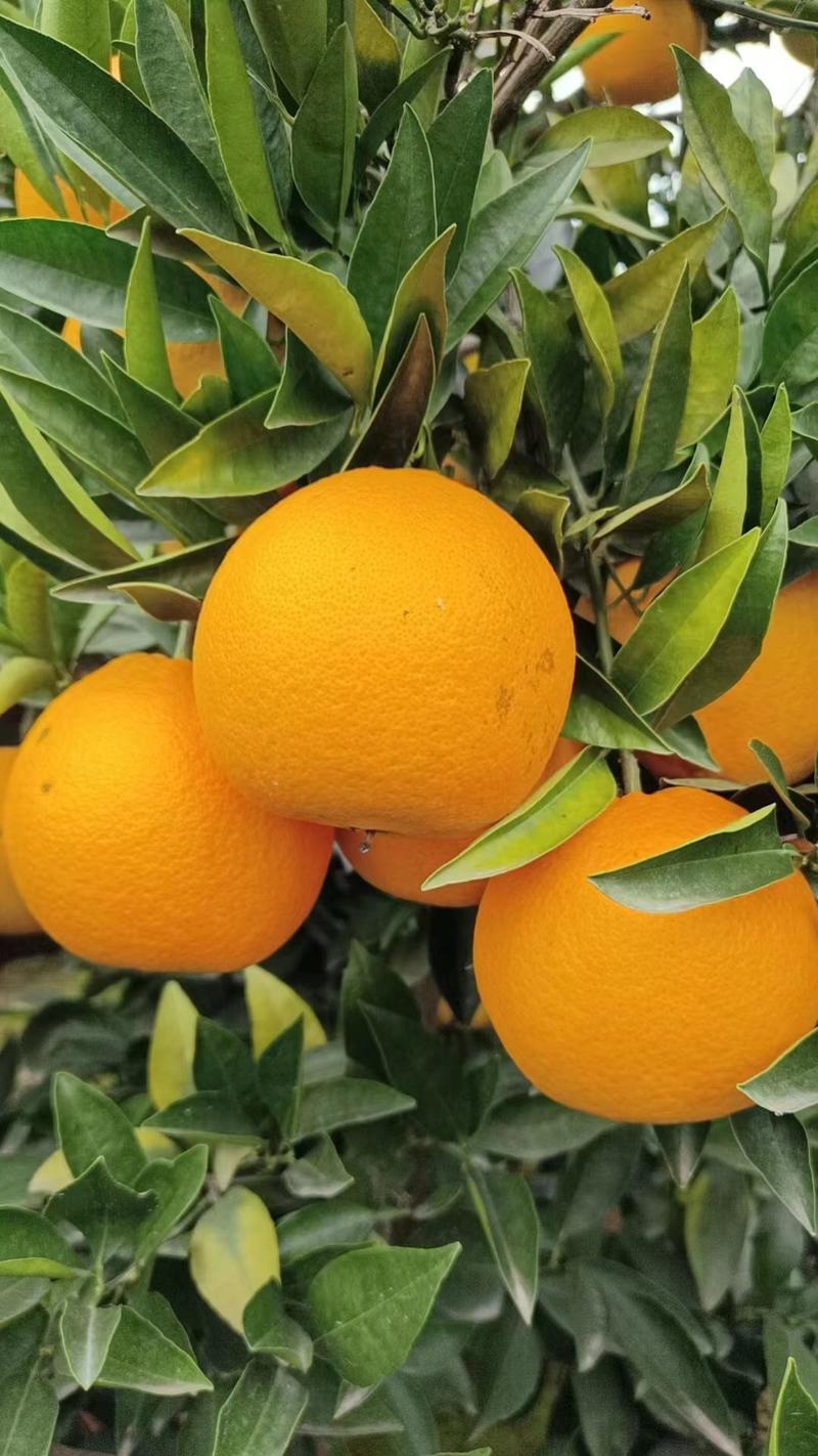 四川金堂脐橙，基地直发，果形漂亮，价格可谈，欢迎联系