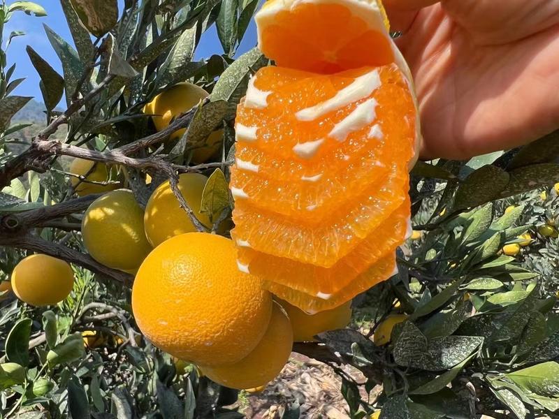 九月红果冻橙大量上市皮薄味甜爆汁果园直供全国发货