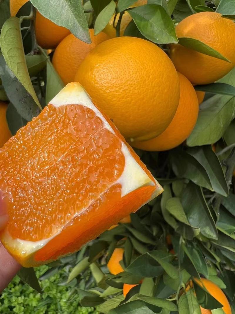 九月红果冻橙大量上市皮薄味甜爆汁果园直供全国发货