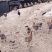 全散养麻鸡