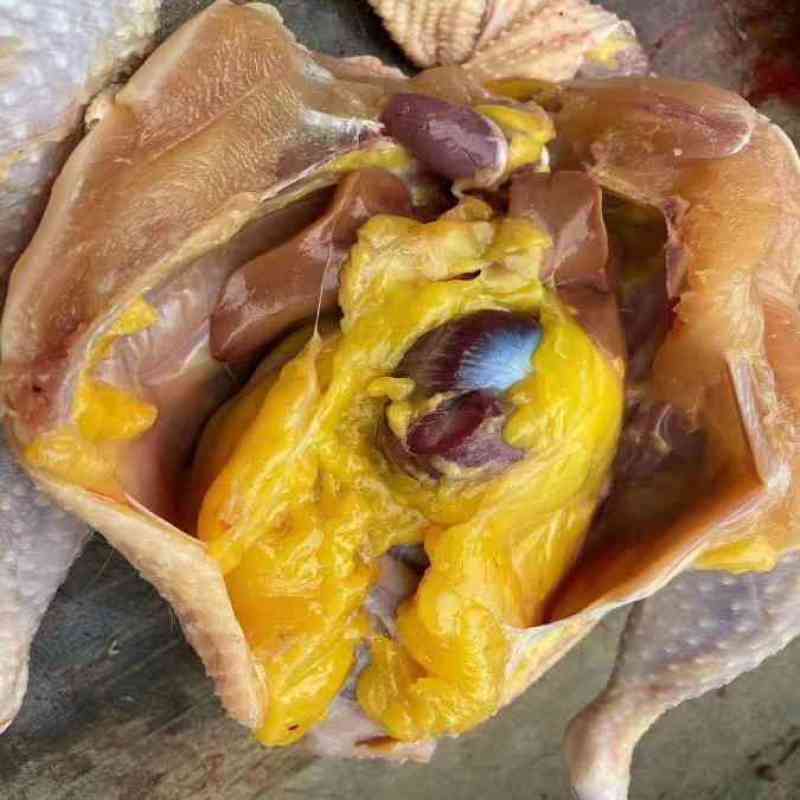 全散养麻鸡