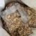 【包邮】甘草甘肃野生大甘草片斜片甘草批发价包邮野生甘草片