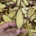 【包邮】甘草甘肃野生大甘草片斜片甘草批发价包邮野生甘草片