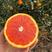 精品中华红红橙果园直供诚信经营全国发货欢迎来电咨询