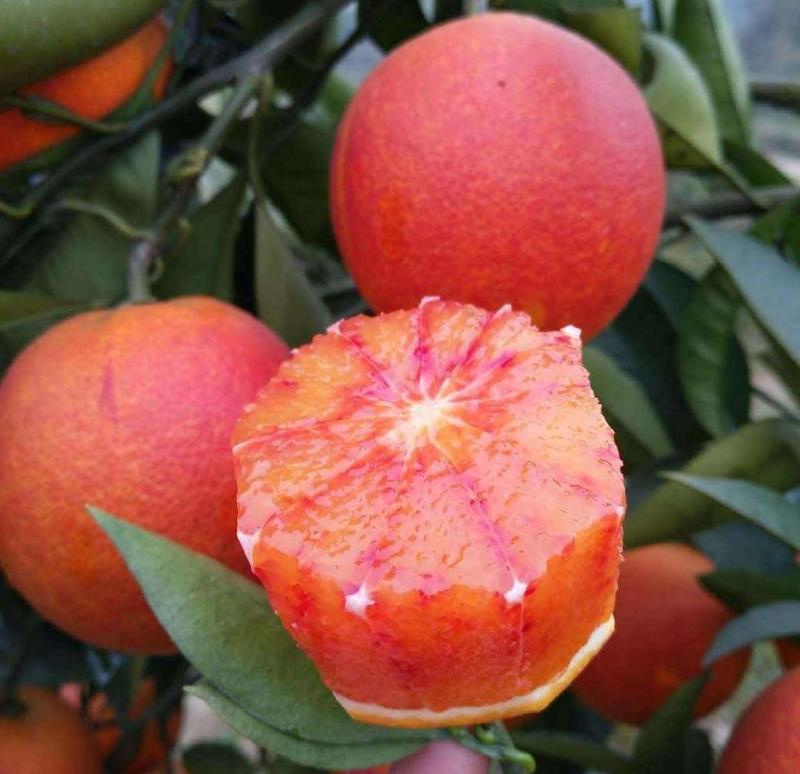 中华红红橙大量上市果园直供诚信经营全国发货欢迎来电咨询