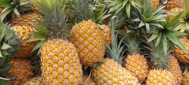 供应云南香水菠萝电商市场工厂货产地直供欢迎老板对接