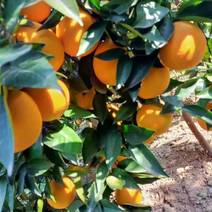 精品橙子奉节脐橙货源充足量大从优质量保证欢迎咨询