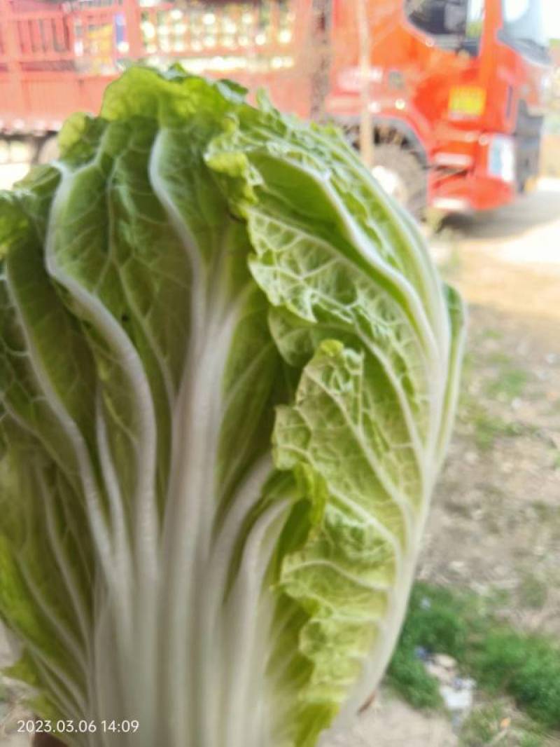 【精品黄心白菜】河南基地直供质量保证一手货源全国发货