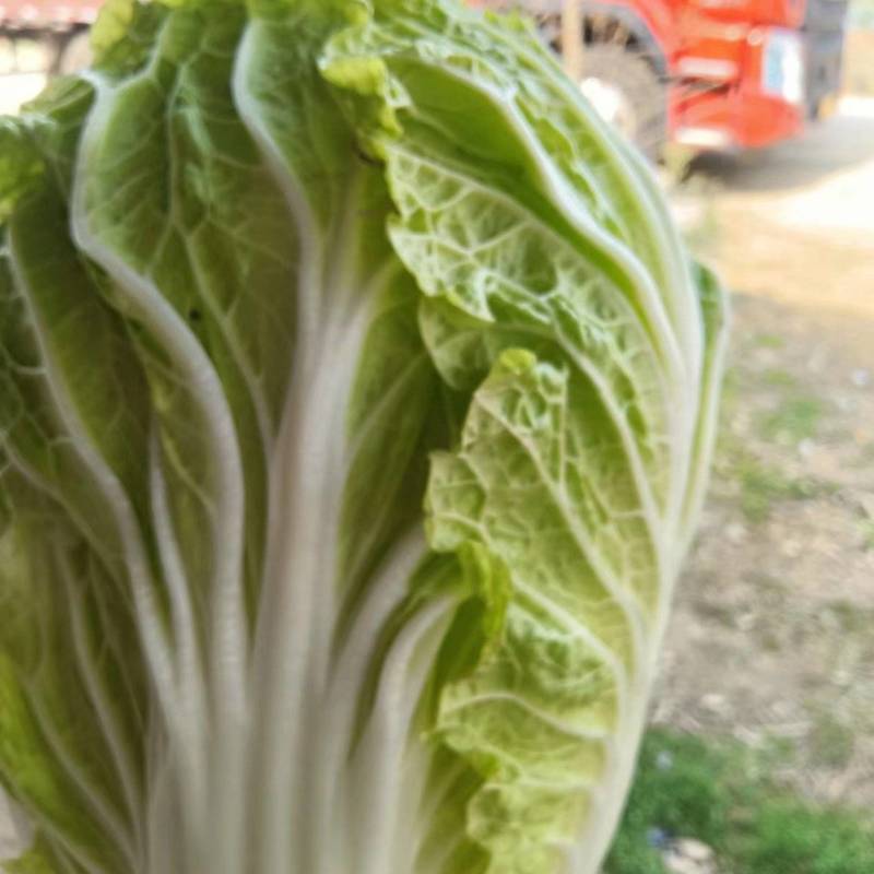 【精品黄心白菜】河南基地直供质量保证一手货源全国发货