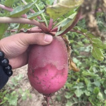 奶油冰糖心冰糖心萝卜产地直供一手货源