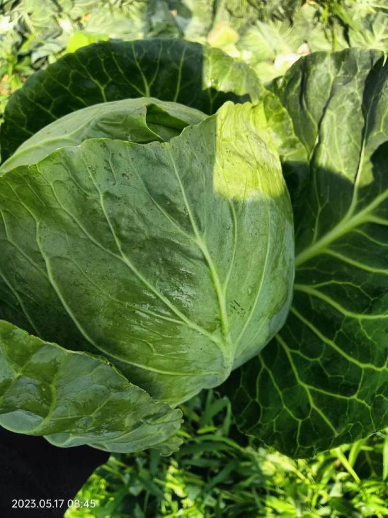 精品甘蓝圆包菜大量上市南阳基地直供质量保证全国发货