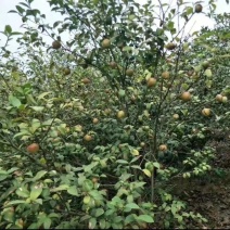 野生山茶油