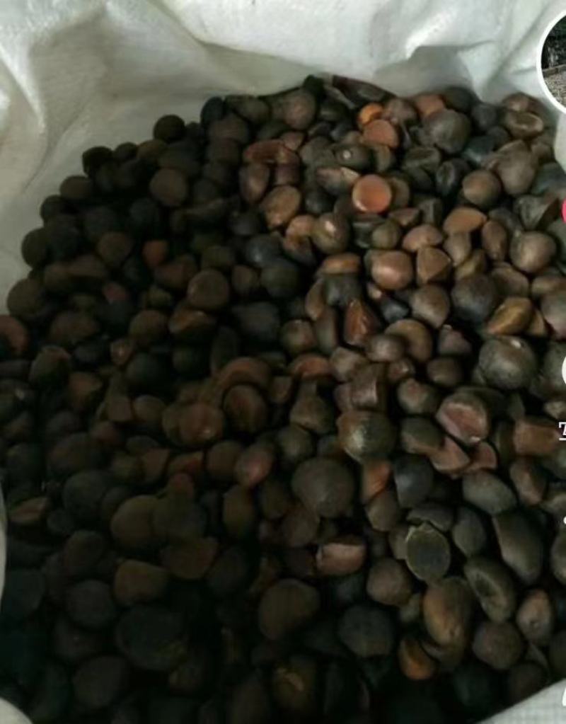 野生山茶油
