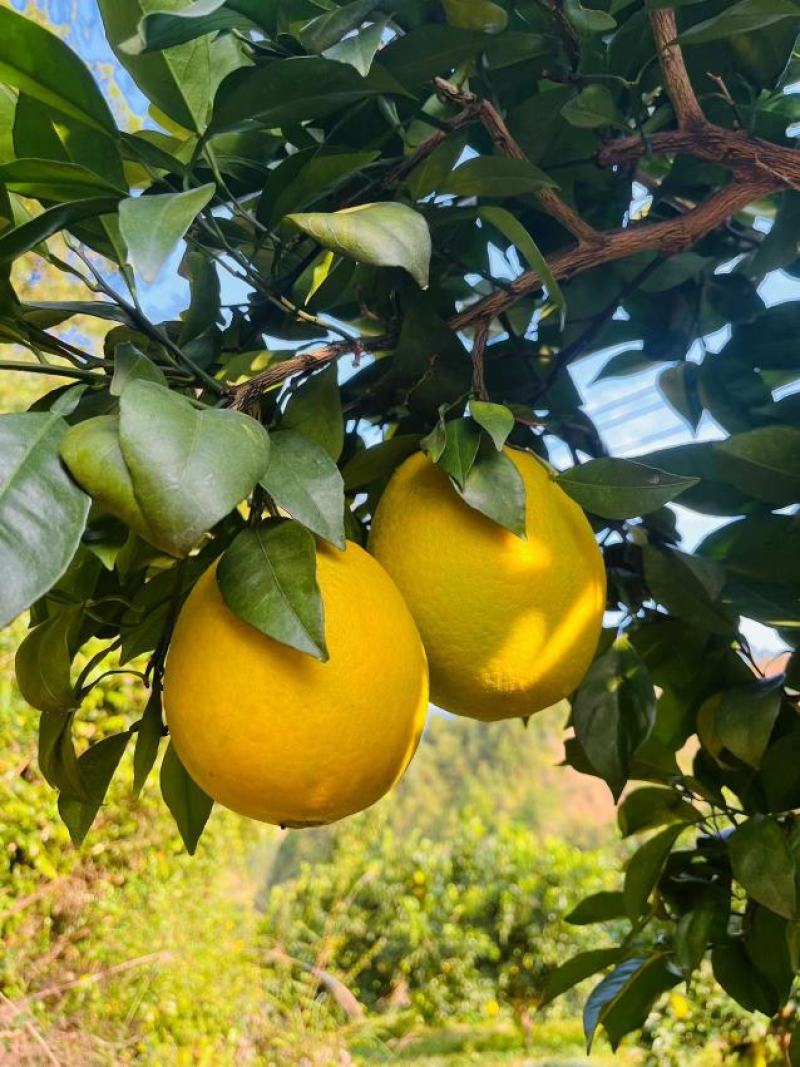 正宗赣南脐橙新鲜赣州橙子江西甜橙水果非冰糖果冻橙手剥鲜橙