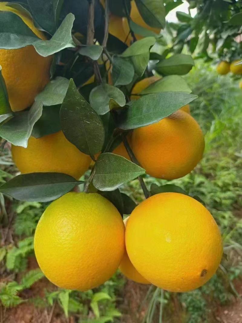 正宗赣南脐橙新鲜赣州橙子江西甜橙水果非冰糖果冻橙手剥鲜橙