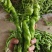 【下】螺丝椒味道佳种植基地量大从优欢迎老板电话联系