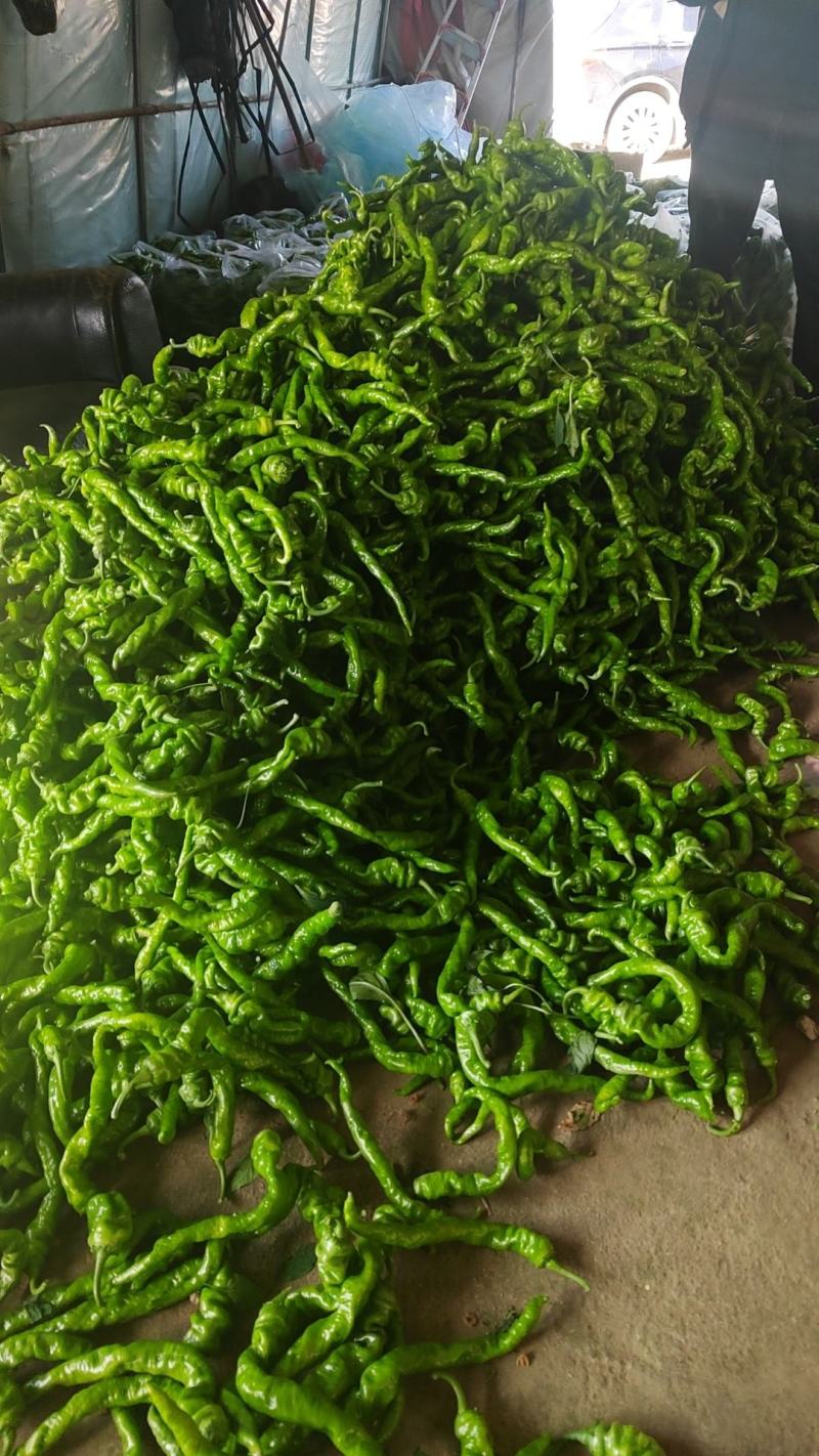 【下】螺丝椒味道佳种植基地量大从优欢迎老板电话联系