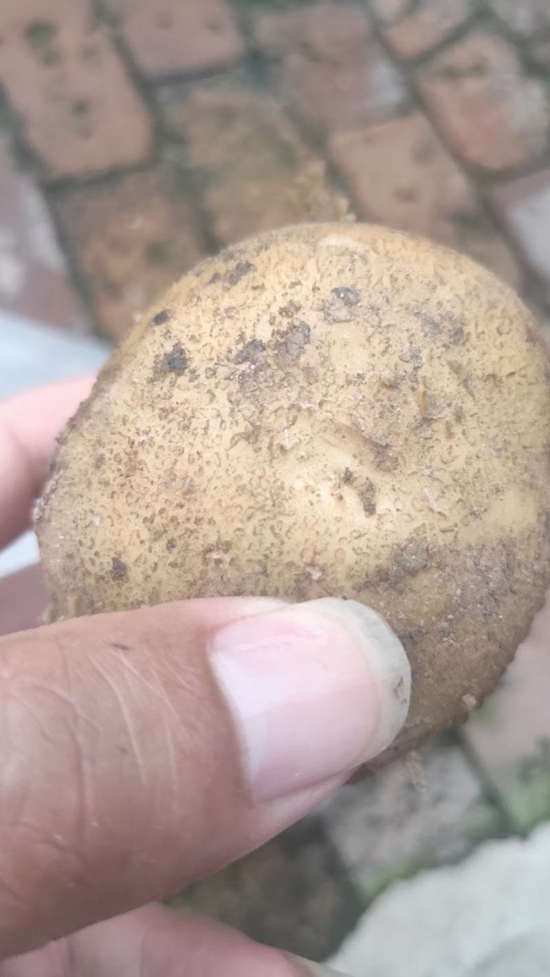 加工厂专用土豆:麦肯、大西洋、布尔班克、白心226土豆