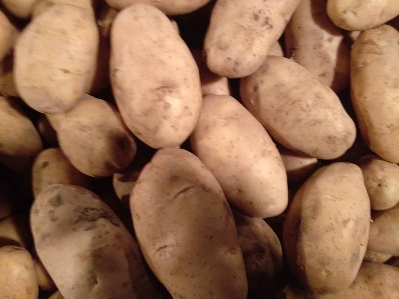 加工厂专用土豆:麦肯、大西洋、布尔班克、白心226土豆