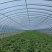 温室大棚大棚钢管种植大棚养殖大棚