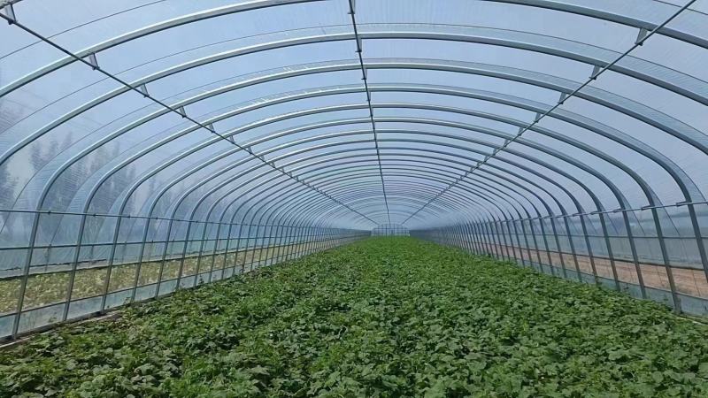 温室大棚大棚钢管种植大棚养殖大棚