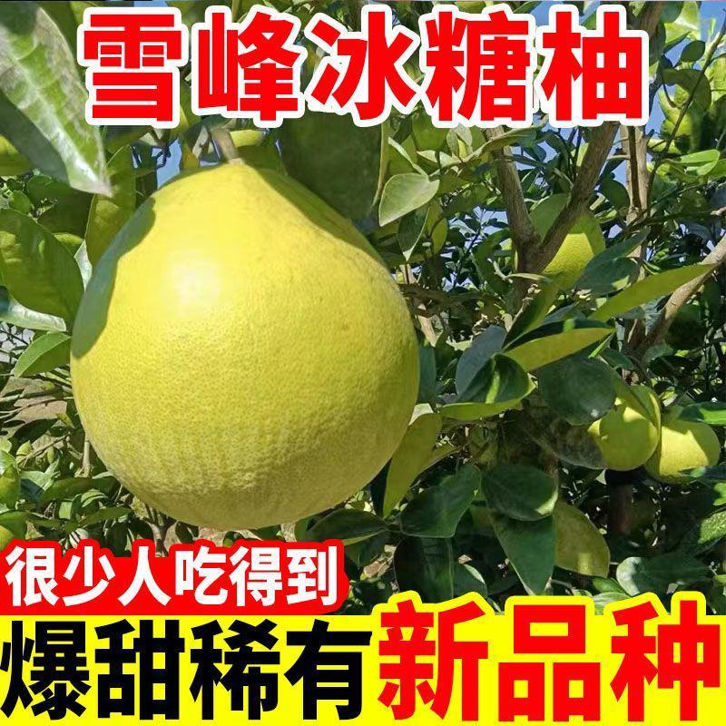 湖南芷江雪峰冰糖柚麻麻柚文旦柚沙田柚香柚子甜水果一件代发