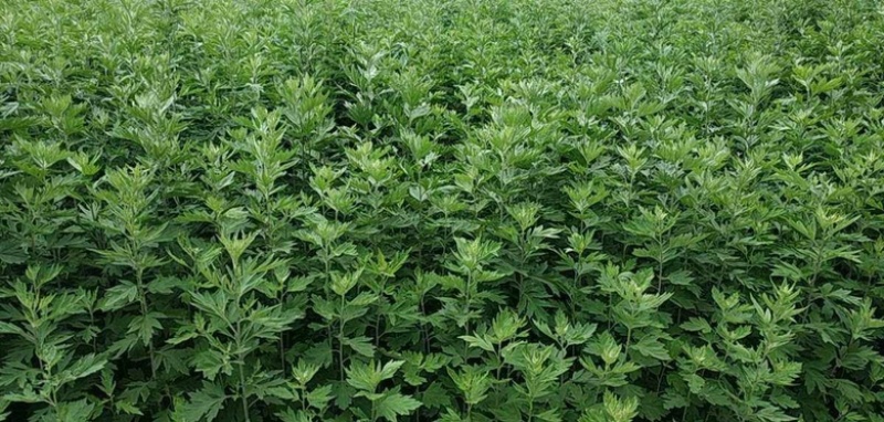 艾草苗成活率高种植基地大量有货欢迎老板电话联系