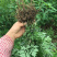 艾草苗成活率高种植基地大量有货欢迎老板电话联系