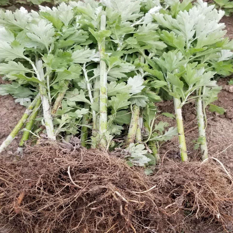 艾草苗成活率高种植基地大量有货欢迎老板电话联系