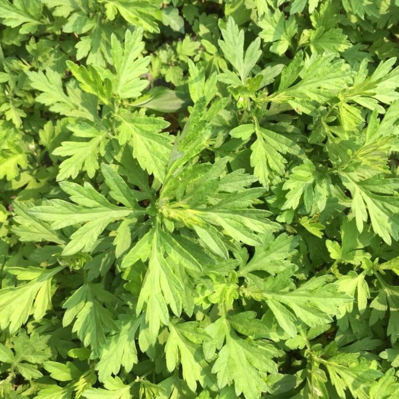 艾草苗成活率高种植基地大量有货欢迎老板电话联系