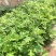 艾草苗成活率高种植基地大量有货欢迎老板电话联系
