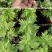 艾草苗成活率高种植基地大量有货欢迎老板电话联系