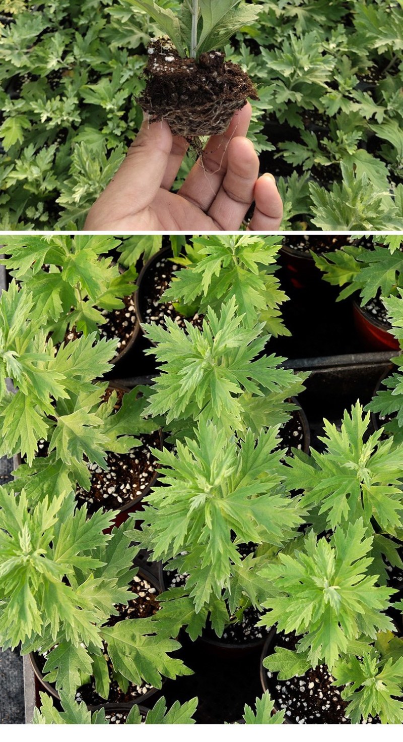 艾草苗成活率高种植基地大量有货欢迎老板电话联系