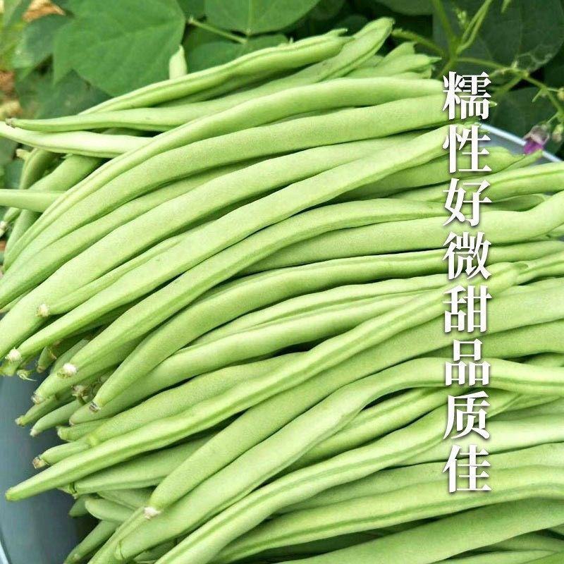 高产小金豆种子云南小金豆种子原装四季豆种子春秋种植新鲜无