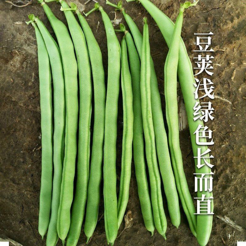 高产小金豆种子云南小金豆种子原装四季豆种子春秋种植新鲜无