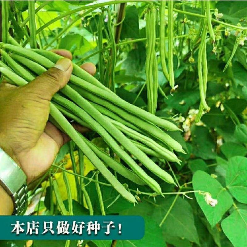 高产小金豆种子云南小金豆种子原装四季豆种子春秋种植新鲜无