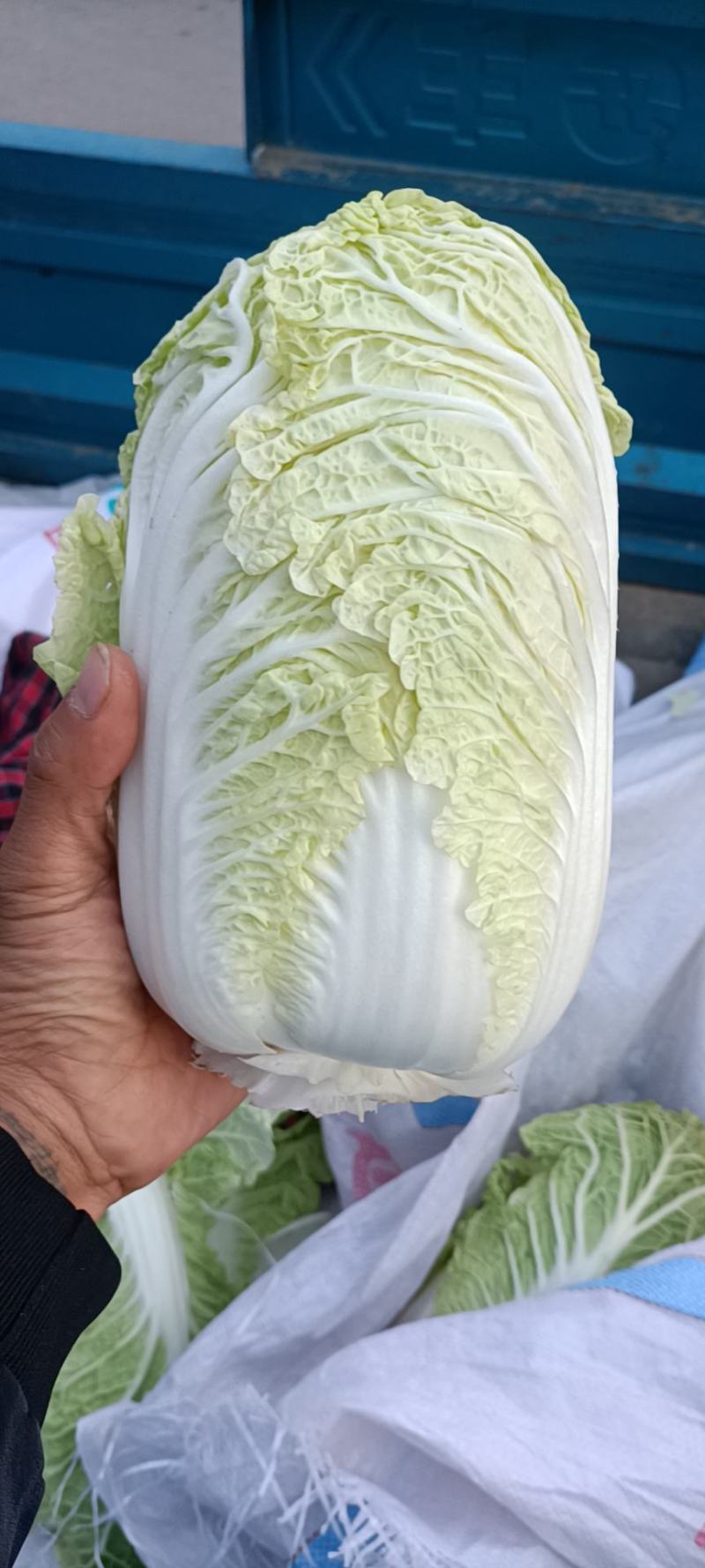周口娃娃菜上市品相好价格优美电商商场档口货量多可商
