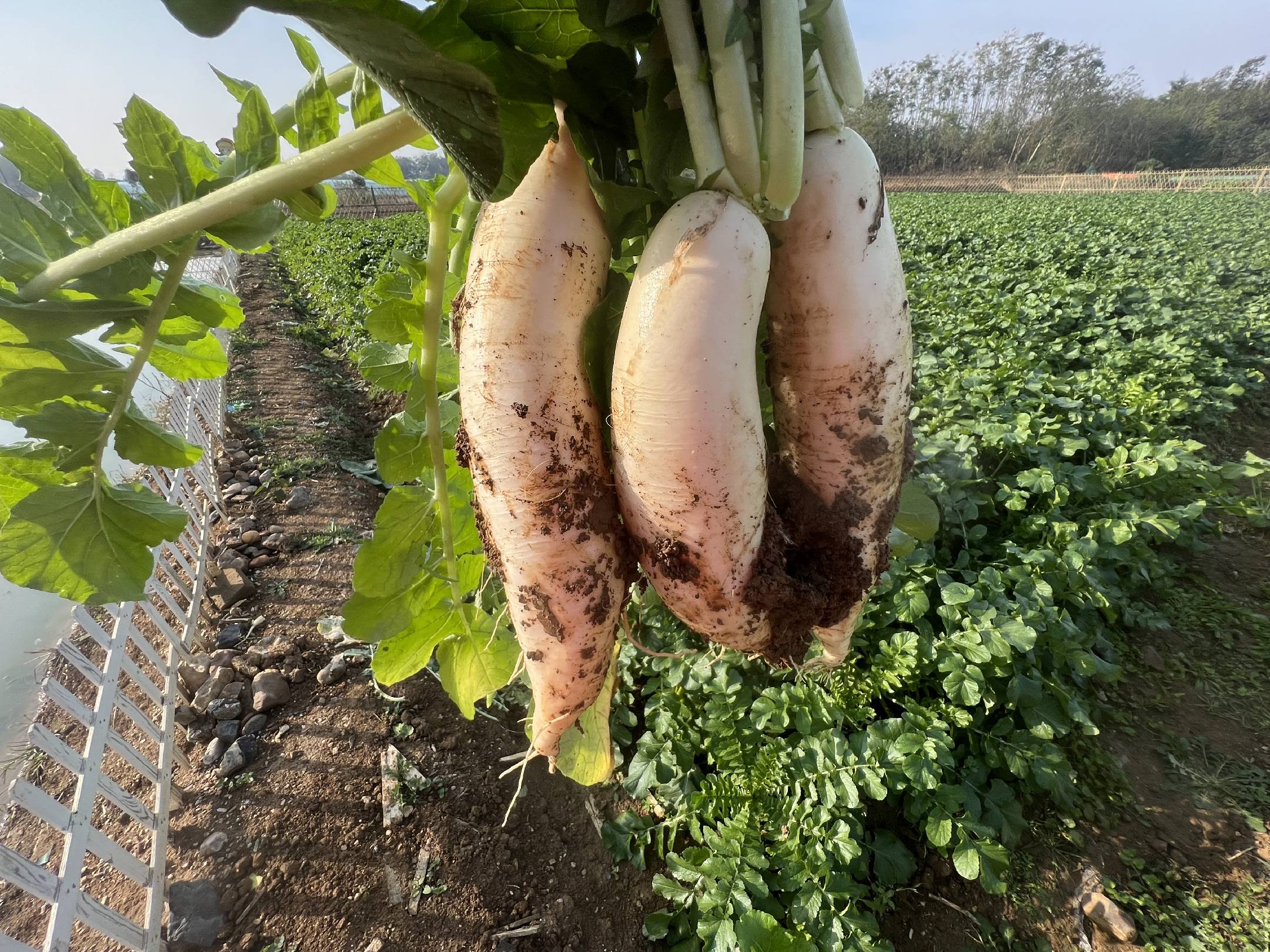 地萝卜堆放在阴凉通风处