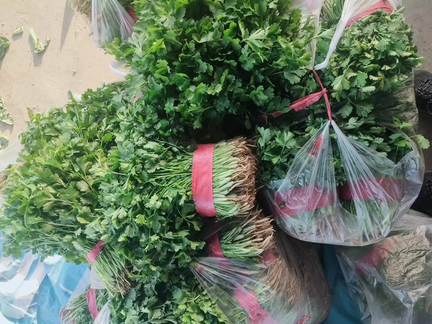 宁夏大叶香菜批发市场