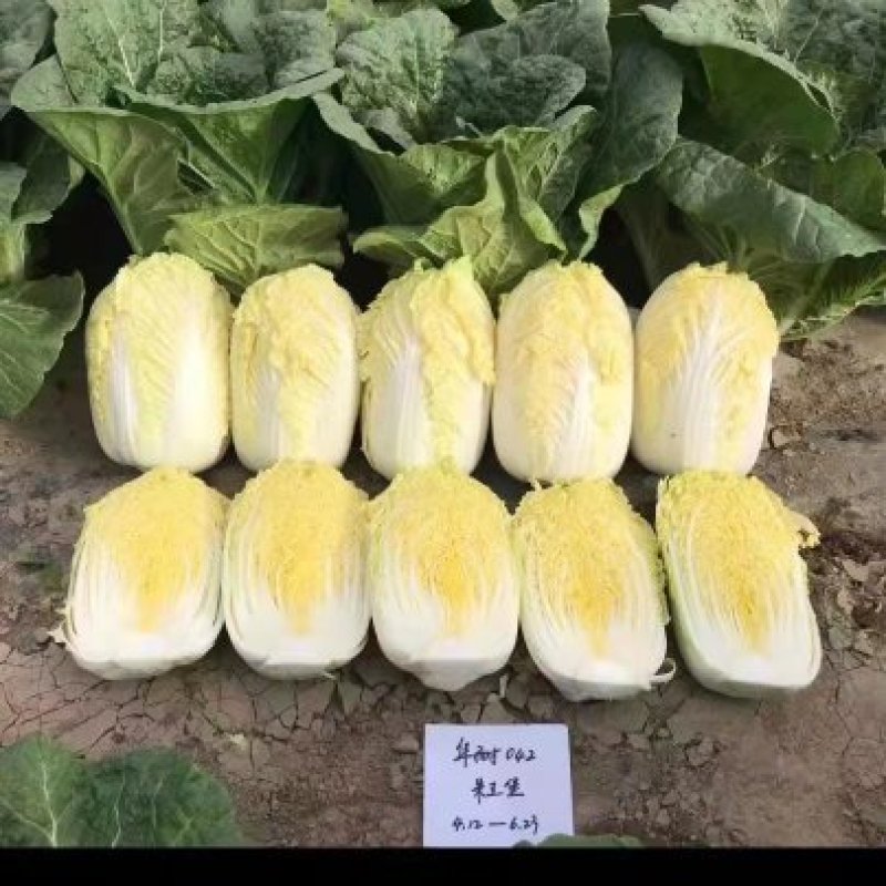 周口娃娃菜上市品相好价格优美电商商场档口货量多可商