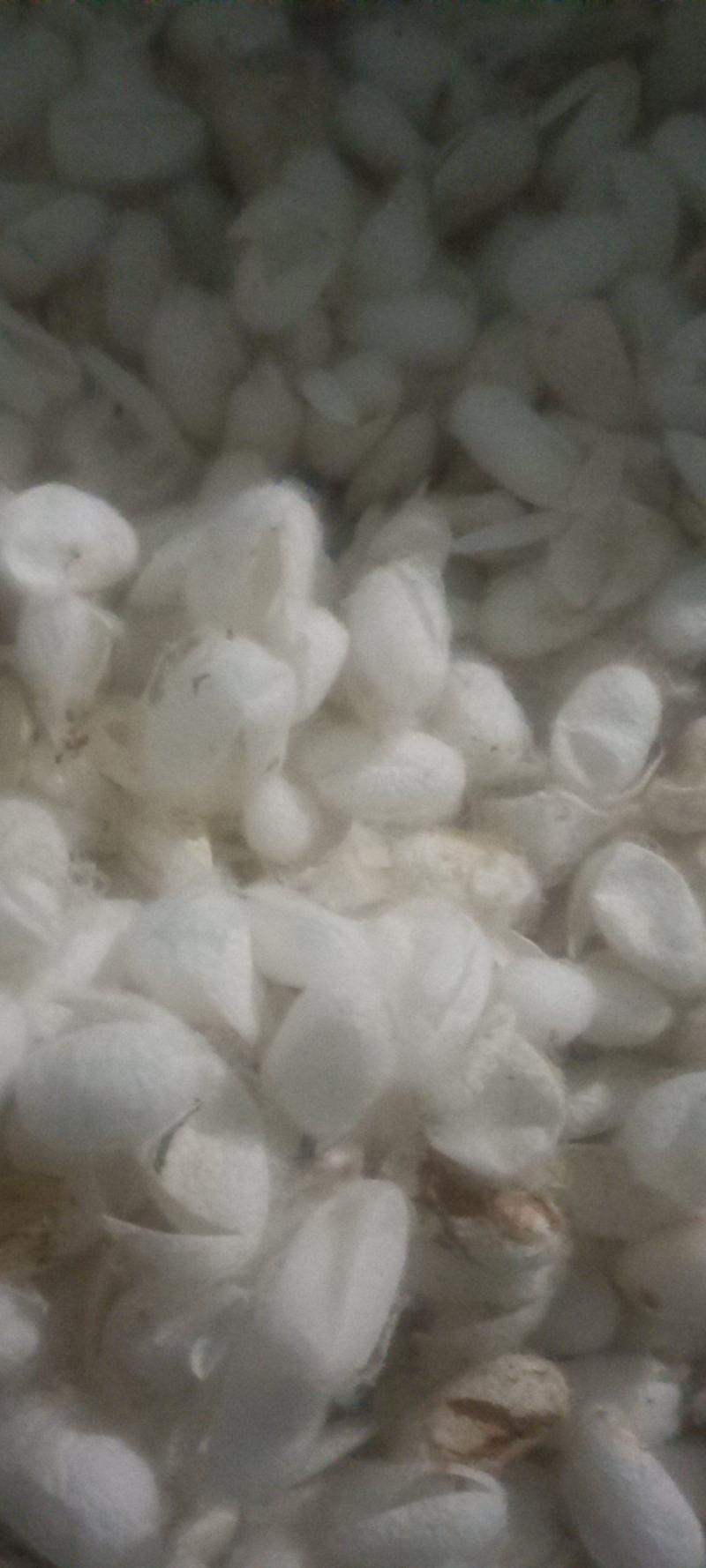 蚕茧