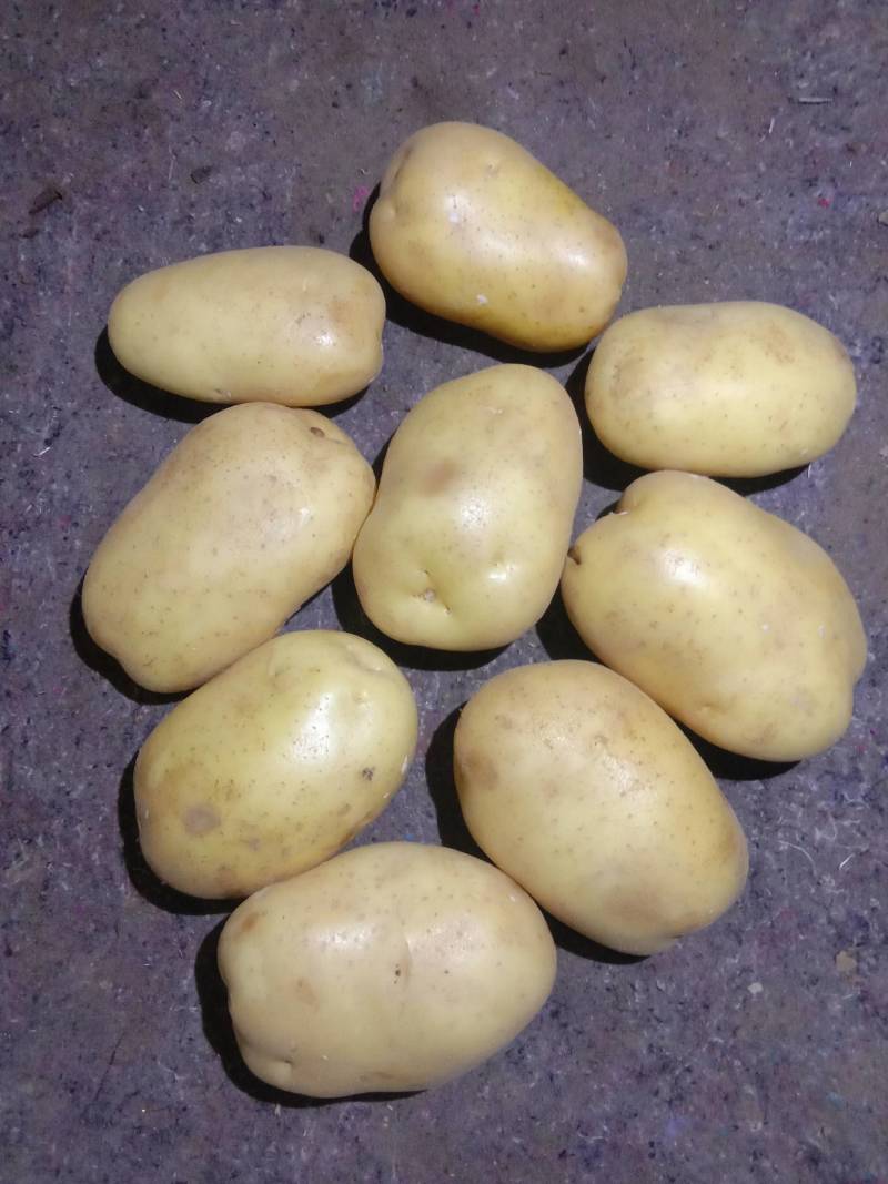 精品沃土5号土豆:沙地货颜色个头薯型三优，质优价廉。