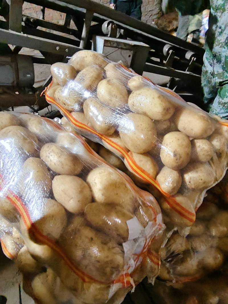 精品沃土5号土豆:沙地货颜色个头薯型三优，质优价廉。