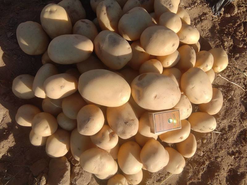 精品沃土5号土豆:沙地货颜色个头薯型三优，质优价廉。