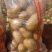 精品沃土5号土豆:沙地货颜色个头薯型三优，质优价廉。